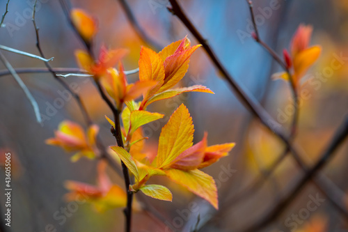 Spring leaves red-orange on a branch with a blurred background. © Alex