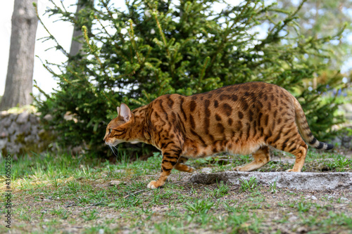 Adult Bengal cat on outdoor nature background in summer time.