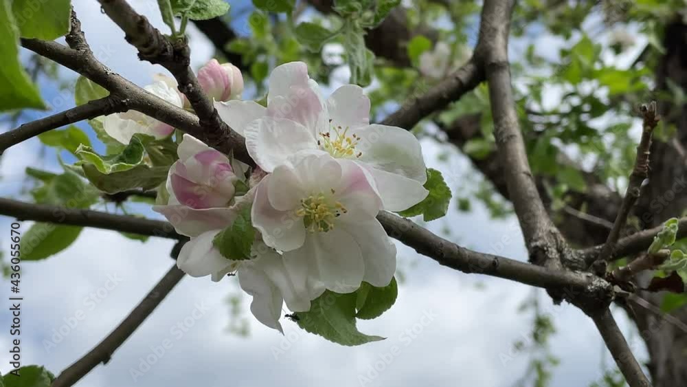Blüten eines Apfelbaums. Nahaufnahme gegen den blauen Himmel bei dem windigen Wetter. Blüten eines Apfelbaums. Nahaufnahme gegen den blauen Himmel bei dem windigen Wetter.