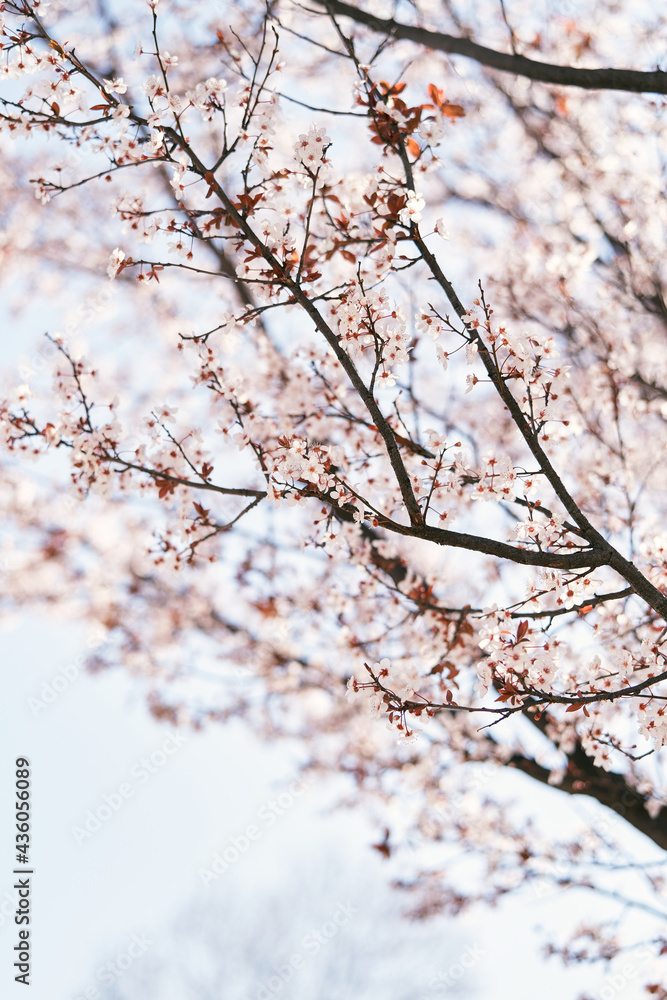 Tree blooming with pink flowers in spring. Close-up