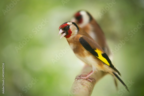 Little bird sitting on a branch over green background. European Goldfinch (Carduelis carduelis)