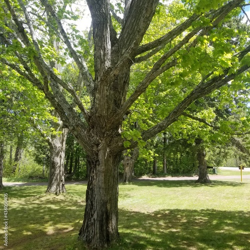 Tree with multiple branches. 