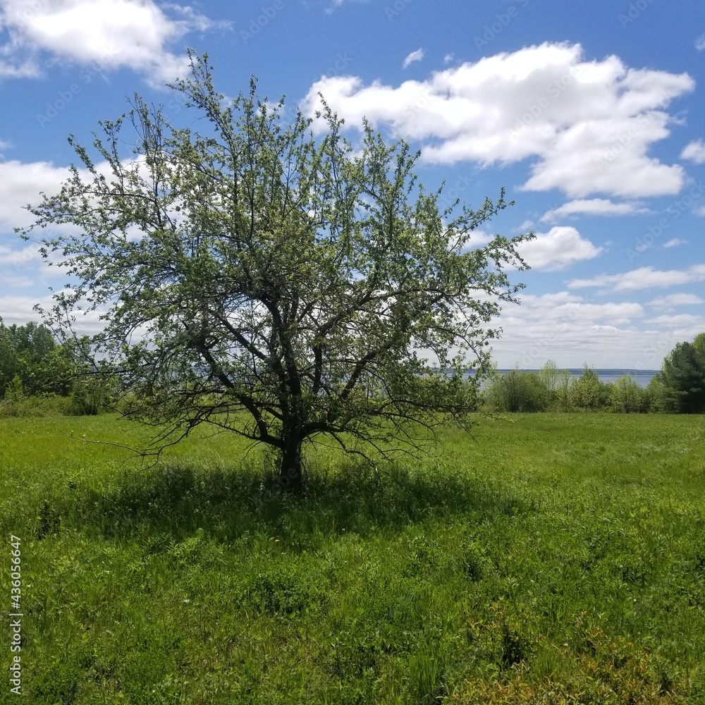 Large round tree with clouds and lake in background. Large round tree with clouds and lake in background.