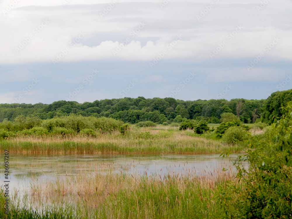 The picture shows a lake with dense vegetation and a green forest on the horizon.