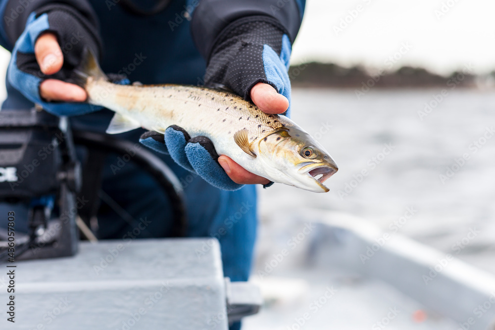 Obraz premium Seatrout