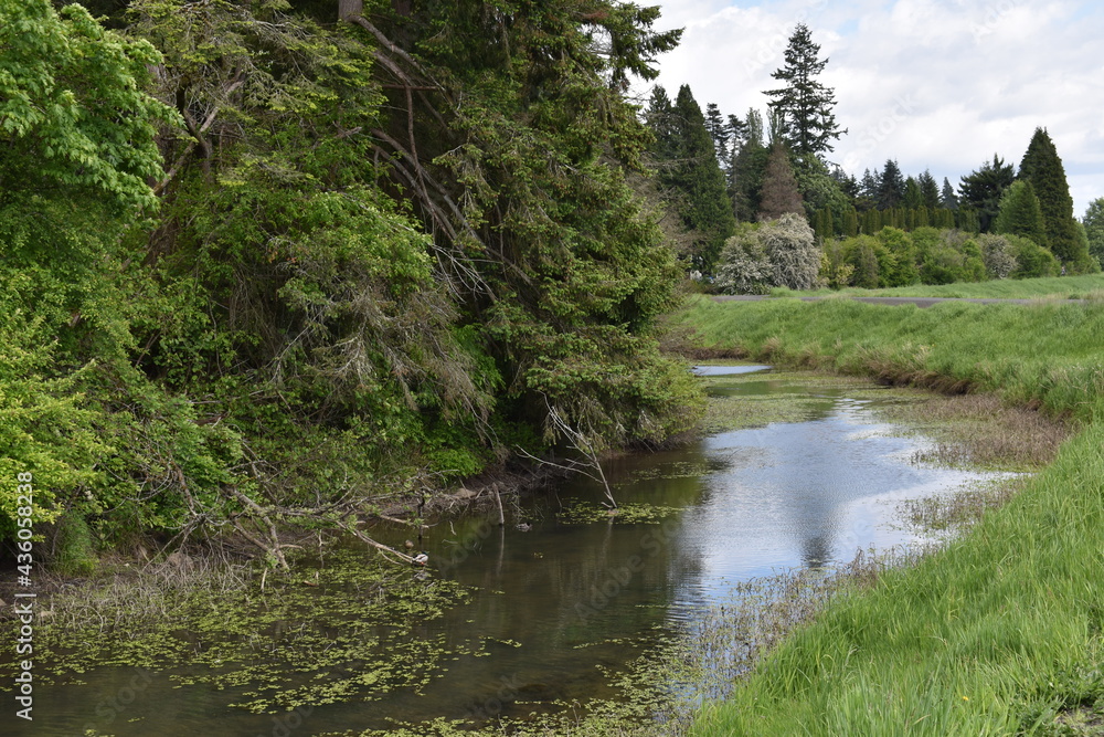 river in the forest