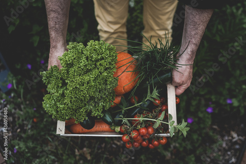 Mann hält eine Kiste aus Holz voll mit frischem Gemüse. Holzkiste mit gesundem Gemüse (Tomaten, Gurken, Karotten, Salat, Schnittlauch, Zucchini und Kürbis) in der Hand.