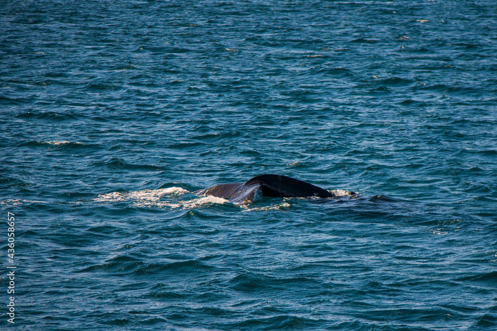 Fototapeta premium Wal