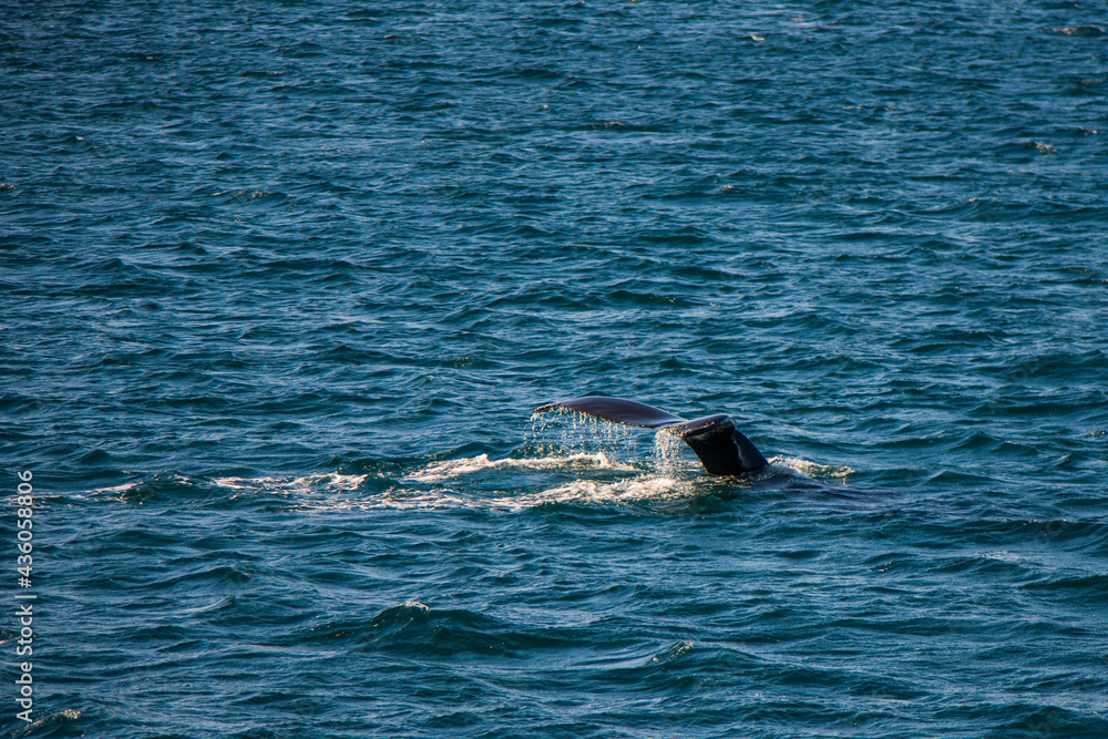 Fototapeta premium Wal