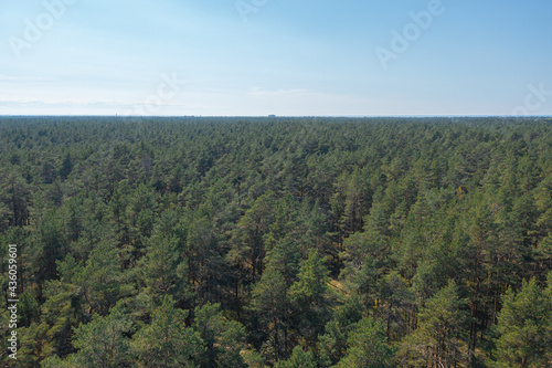 Pine forest  Green  forest area on the coast of the Gulf of Finland .  Summer day  view from a drone at the mouth of the Narva in the Baltic States  Estonia  narva j  esuu 