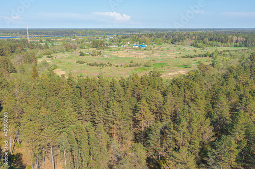 Wallpaper Mural Pine forest, Green, forest area on the coast of the Gulf of Finland,.  Summer day, view from a drone at the mouth of the Narva in the Baltic States, Estonia, narva jõesuu, Torontodigital.ca