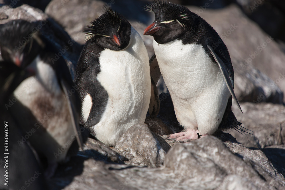 Fototapeta premium Falkland Islands. Macaroni penguin close up on a sunny winter day