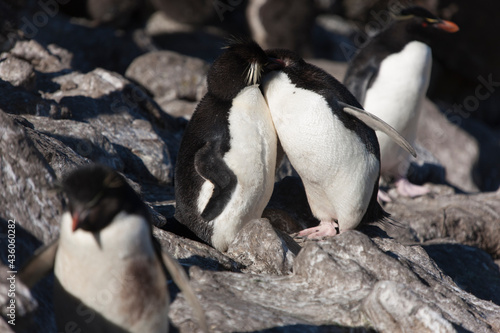Falkland Islands. Macaroni penguin close up on a sunny winter day