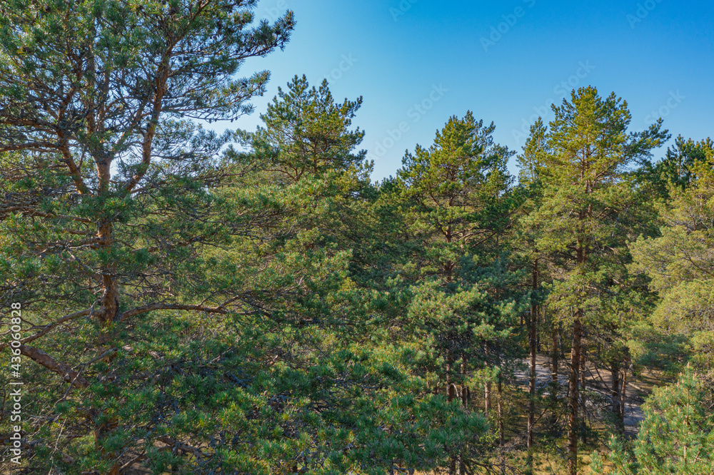 Pine forest, Green, forest area on the coast of the Gulf of Finland,. Summer day, view from a drone at the mouth of the Narva in the Baltic States, Estonia, narva jõesuu, Pine forest, Green, forest area on the coast of the Gulf of Finland,. Summer day, view from a drone at the mouth of the Narva in the Baltic States, Estonia, narva jõesuu,