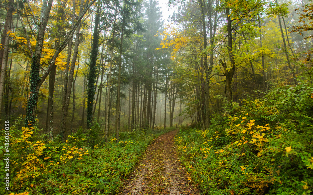 Obraz premium colorful autumn forest