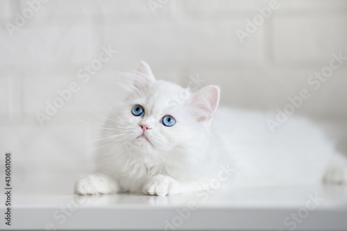 white fluffy scottish straight kitten with bright blue eyes posing indoors