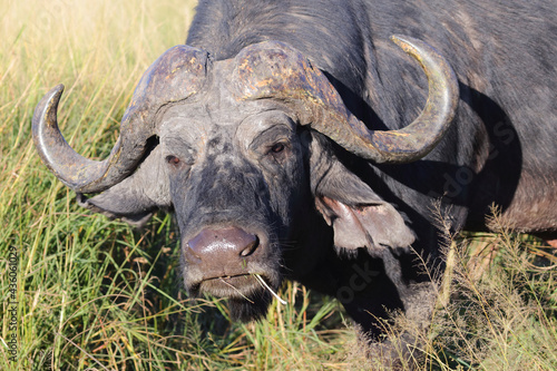 Kaffernb  ffel   African buffalo   Syncerus caffer