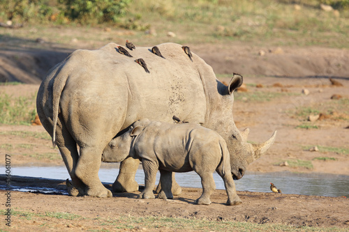 Foto Breitmaulnashorn und Rotschnabel-Madenhacker / Square-lipped rhinoceros and Red-billed oxpecker / Ceratotherium Simum et Buphagus erythrorhynchus