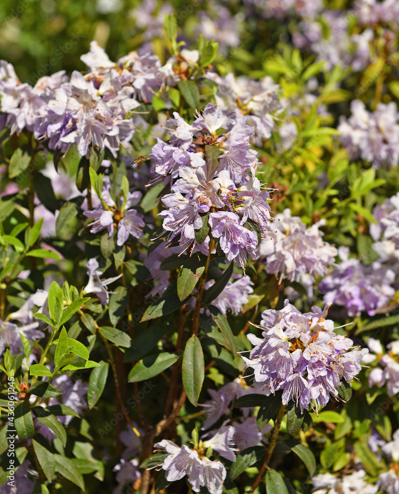 Rhododendron impeditum, species of flowering plant in family Ericaceae Rhododendron impeditum, species of flowering plant in family Ericaceae