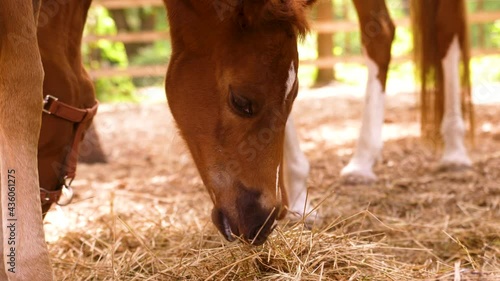 horse with foal eating hay in the paddock. Close-up of a horse chewing hay