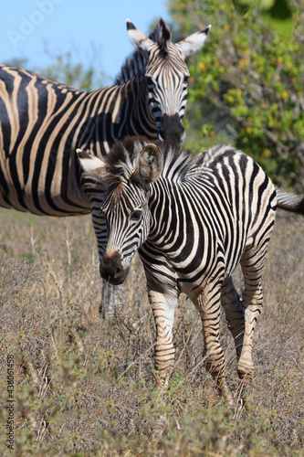 Steppenzebra   Burchell s zebra   Equus burchellii....