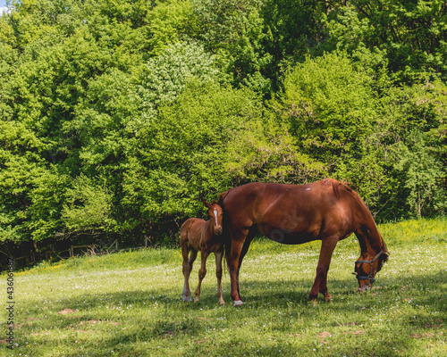 Brown horse and foal on the meadow