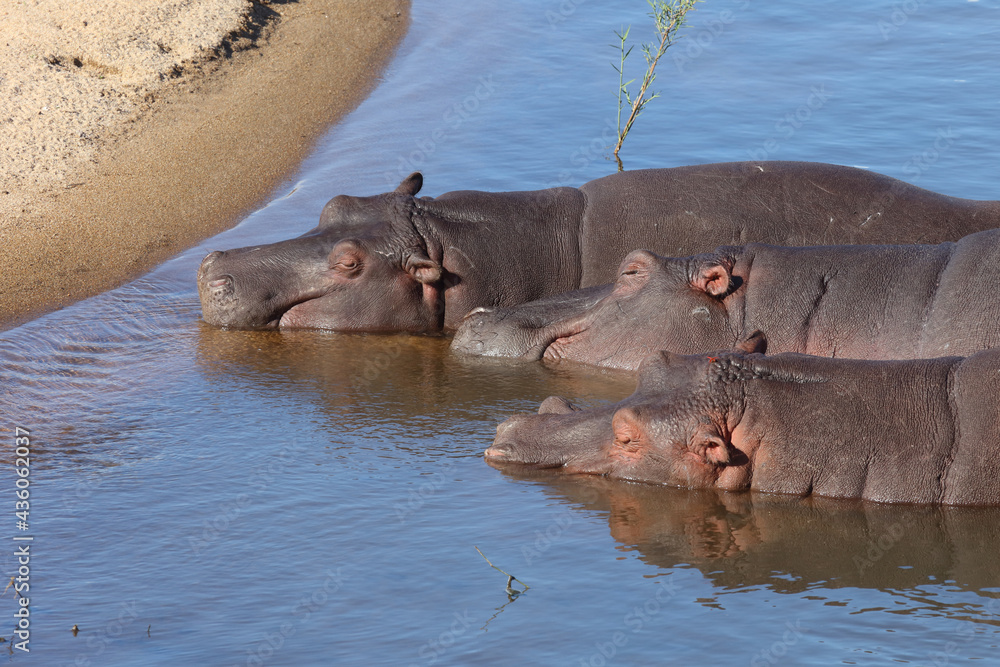 Fototapeta premium Flußpferd / Hippopotamus / Hippopotamus amphibius