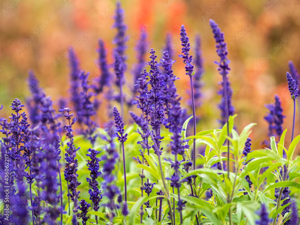 Obraz premium Blue Salvia farinacea flowers, or Mealy Cup Sage on green background, close-up.