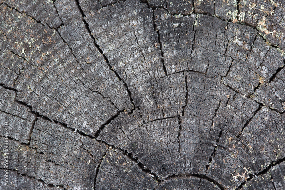 Fototapeta premium Woody surface. Natural background. Cross section of a tree.