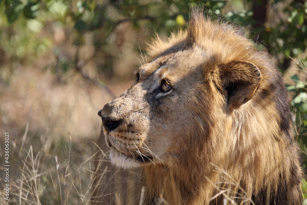 Afrikanischer Löwe / African lion / Panthera leo. Afrikanischer Löwe / African lion / Panthera leo.