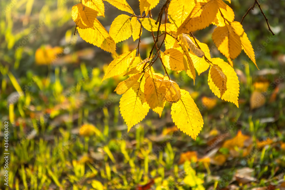 Tilia branch with yellow leaves in autumn, in the light of sunset. Tilia branch with yellow leaves in autumn, in the light of sunset.
