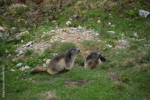 Wallpaper Mural marmottes Torontodigital.ca