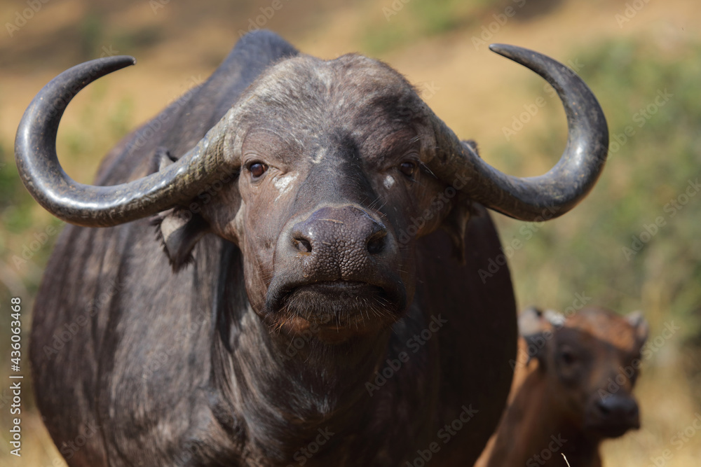 Kaffernbüffel / African buffalo / Syncerus caffer Kaffernbüffel / African buffalo / Syncerus caffer