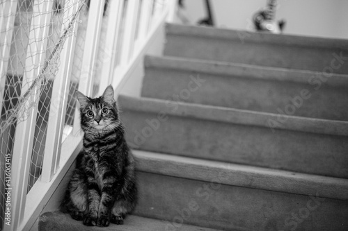 Un chat qui sait comment garder l'escalier de sa maison photo
