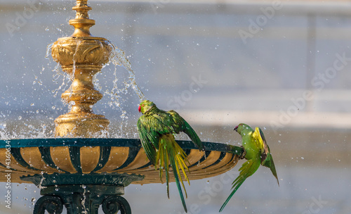 Indian ringed parrots drink...