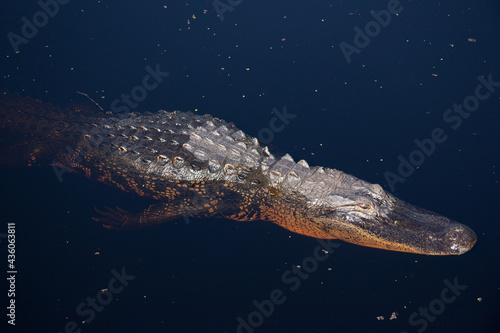 Un alligator qui nage près du bateau dans les marais de Floride