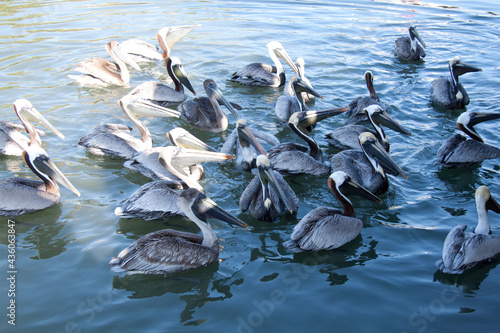 Groupe de pélicans qui mangent leur poissons que les marins leur donnent à leur retour de la pêche dans la baie de Sarasota en Floride photo