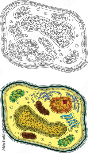 Contour drawing of biological structure of plant cell