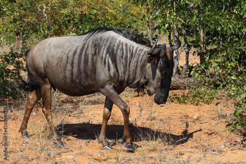 Streifengnu   Blue wildebeest   Connochaetes taurinus