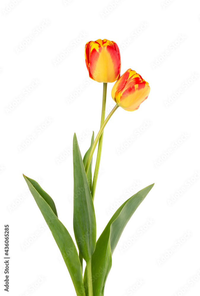 Tulip flowers with leaves, isolated on white background. Beautiful spring flowers. Tulip flowers with leaves, isolated on white background. Beautiful spring flowers.