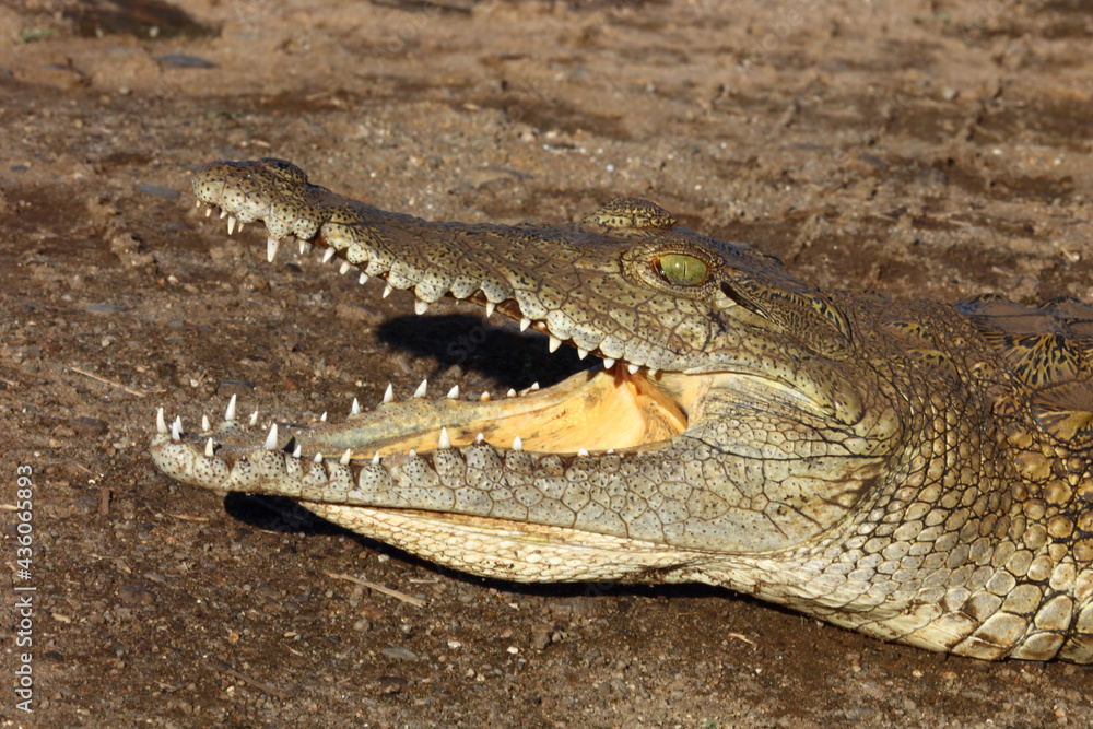 Naklejka premium Nilkrokodil / Nile crocodile / Crocodylus niloticus