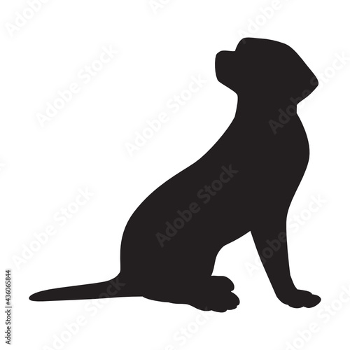 black puppy