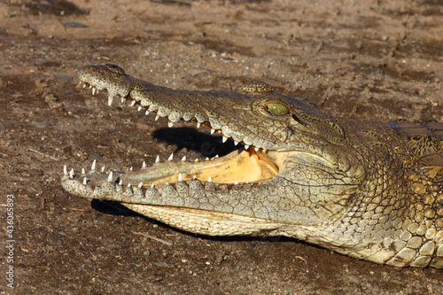 Nilkrokodil   Nile crocodile   Crocodylus niloticus