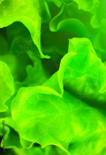 Green lettuce close up. Fresh salad texture background. Vegetarian food. Vegetable and vitamins products. Macro photo.