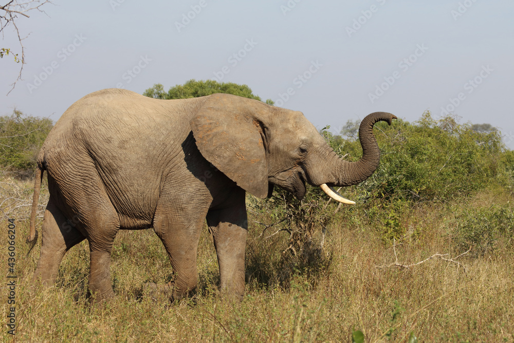 Obraz premium Afrikanischer Elefant / African elephant / Loxodonta africana