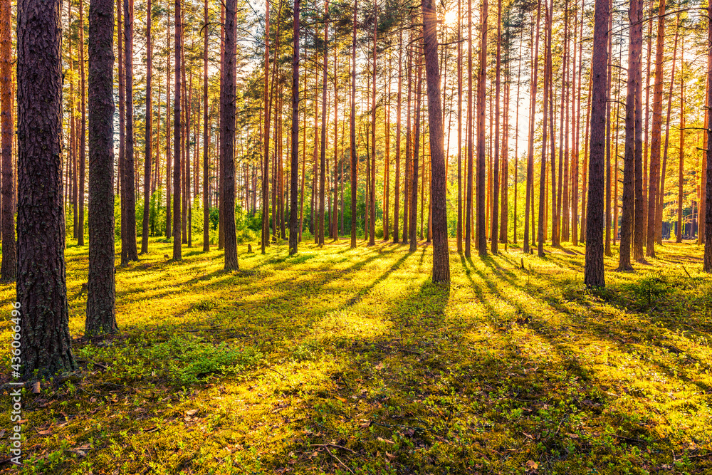 Fototapeta premium Sun's rays make their way through the trunks of trees in a pine forest
