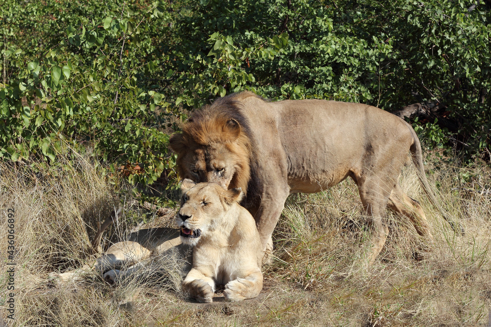 Afrikanischer Löwe / African lion / Panthera leo.. Afrikanischer Löwe / African lion / Panthera leo..