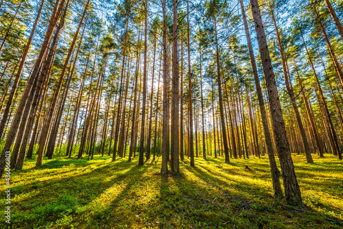 Sun's rays make their way through the trunks of trees in a pine forest