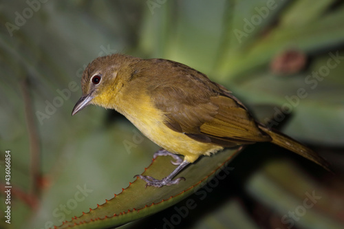 Wallpaper Mural Gelbbauchbülbül /Yellow-bellied greenbul / Chlorocichla flaviventris flaviventris Torontodigital.ca
