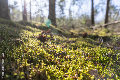 Delicate  soft  bright green moss under the scattered rays of the sun. Beautiful view of the forest floor of moss. spring moss growing on a tree with green and sunlight. bottom view
